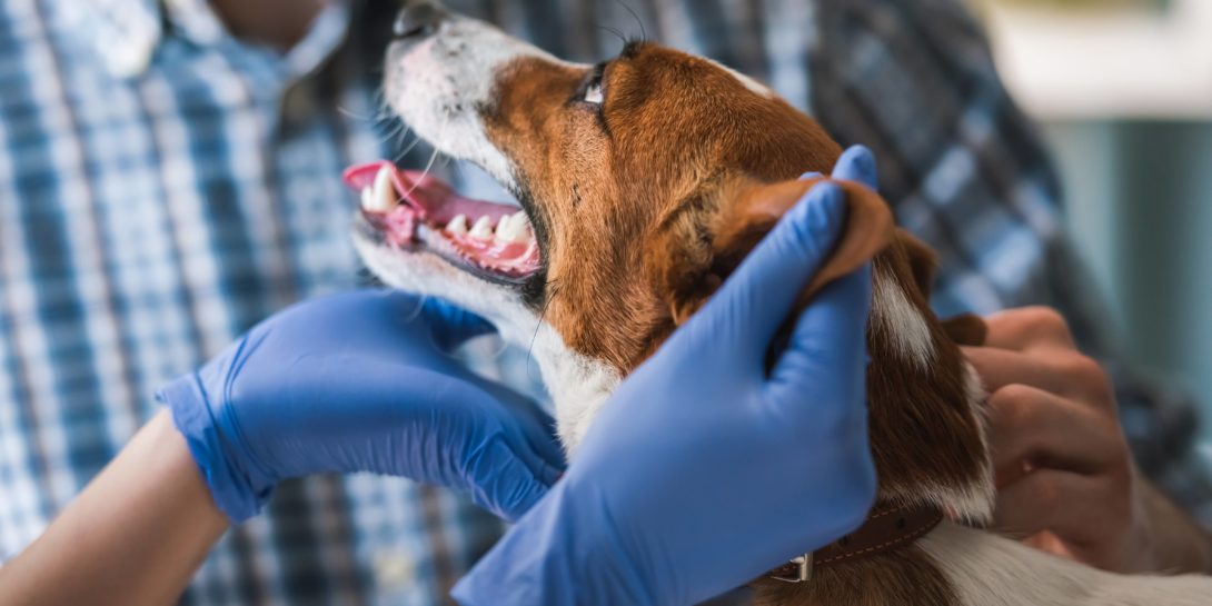 Animal health